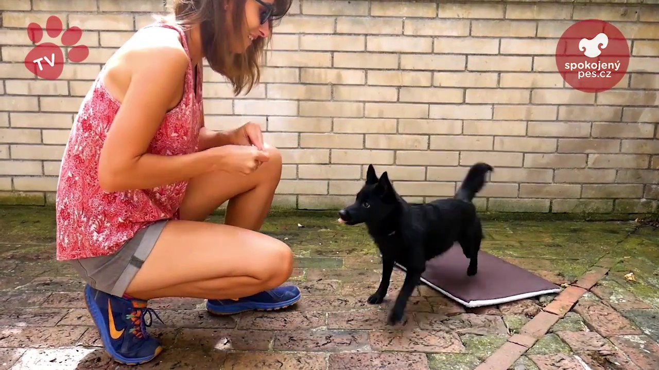 Tlapka TV - Škola triku - první díl