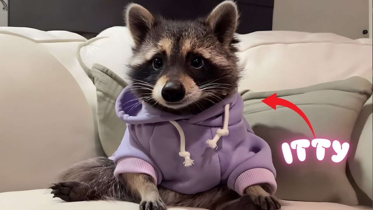 This Playful Raccoon Thinks She’s a Puppy — And Steals Everyone’s Heart