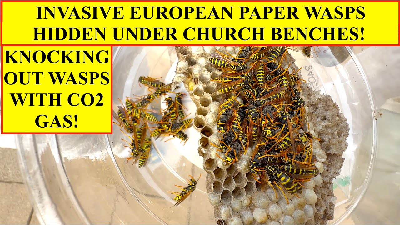 INVASIVE EUROPEAN PAPER WASPS UNDER CHURCH BENCHES! COLLECTING POLISTES DOMINULA WITH CO2 GAS & NET!