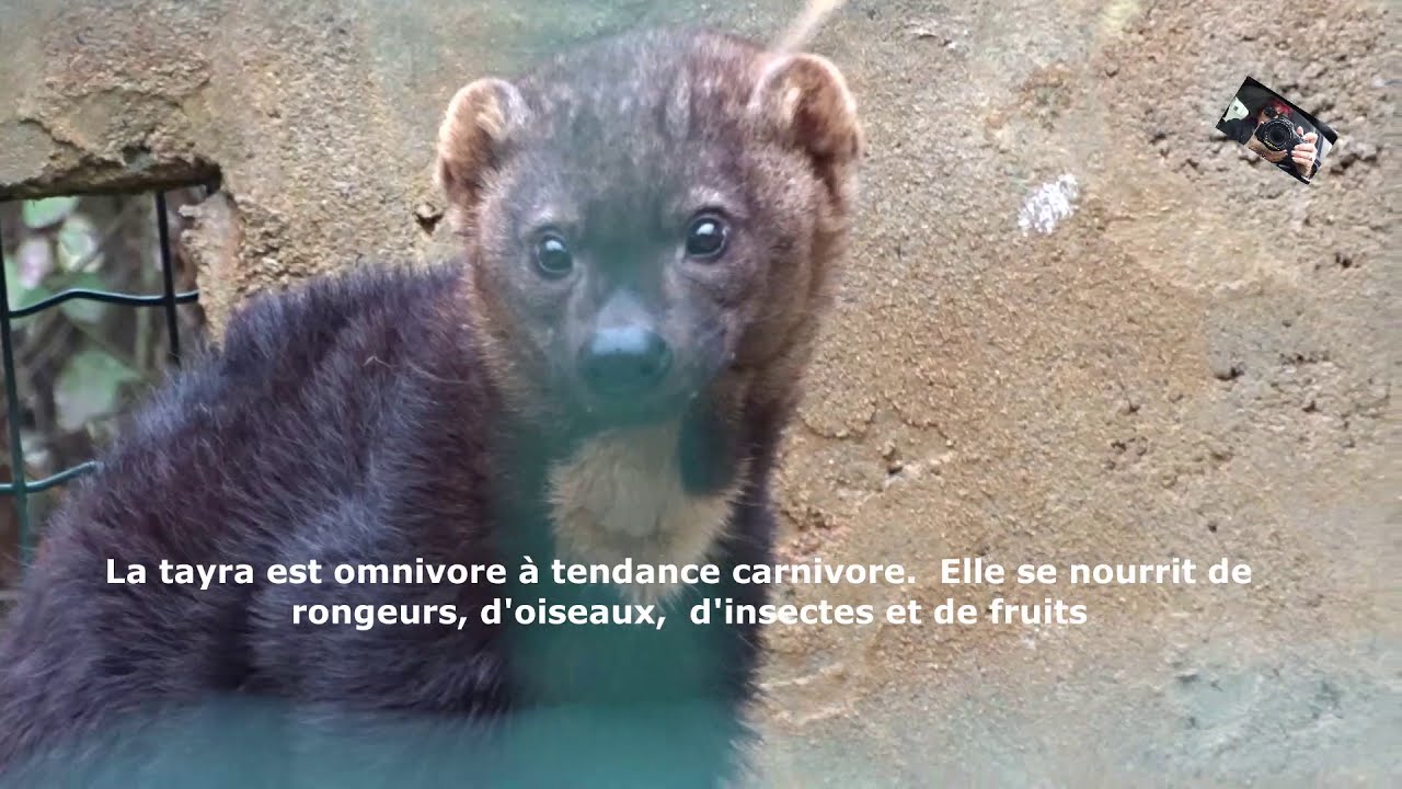 La Tayra ou la Martre à tête grise -  Le Domaine des Fauves -  Les Abrets (Isère) France