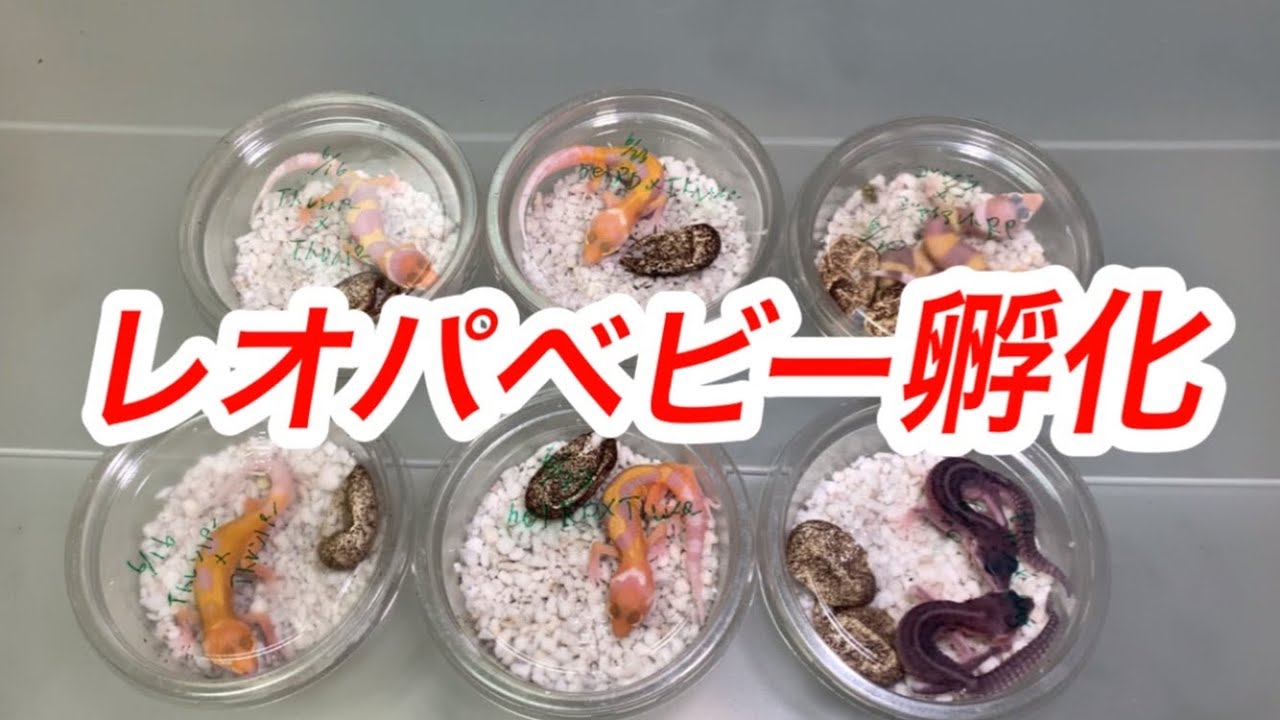 【繁殖】レオパの赤ちゃんいっぱいハッチした。ヒョウモントカゲモドキベビー