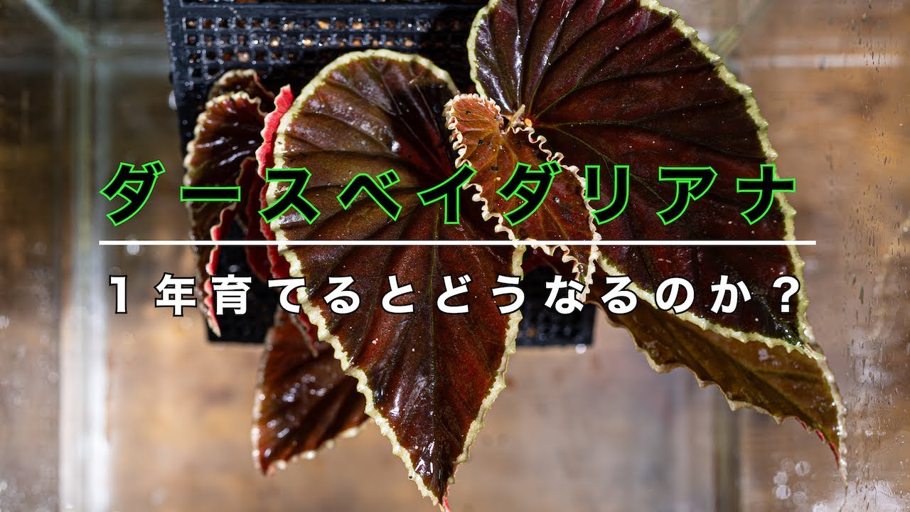 難種ベゴニアに挑む！１年経つとどうなるのか？【ダースベイダリアナ・チャレンジ】【パルダリウム】