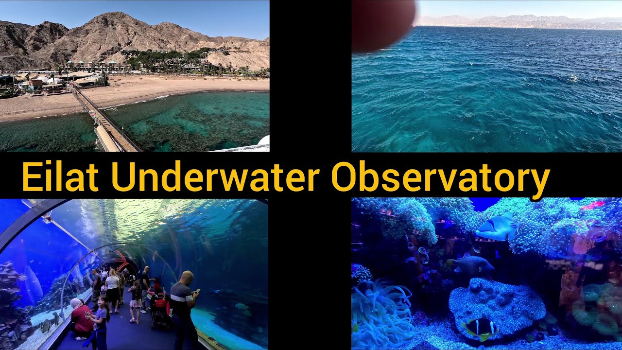 Eilat Coral World Underwater Observatory , Sharks , fish , sea ​​turtles and more