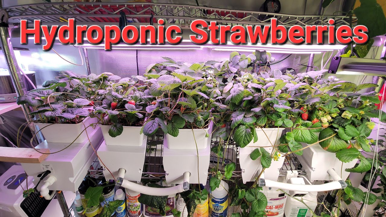 Growing Hydroponic Strawberries in Coco Coir with LetPot MP1