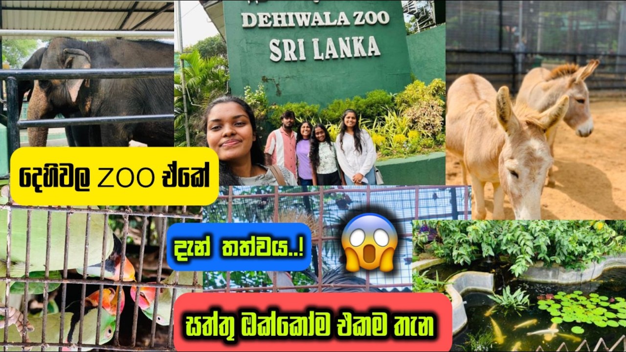 ඇත්තටම දෙහිවල දැන් තත්වය කොහොමද🐒😯.  සත්තු ඔක්කොම එකම තැනින් බලමුද😚💟