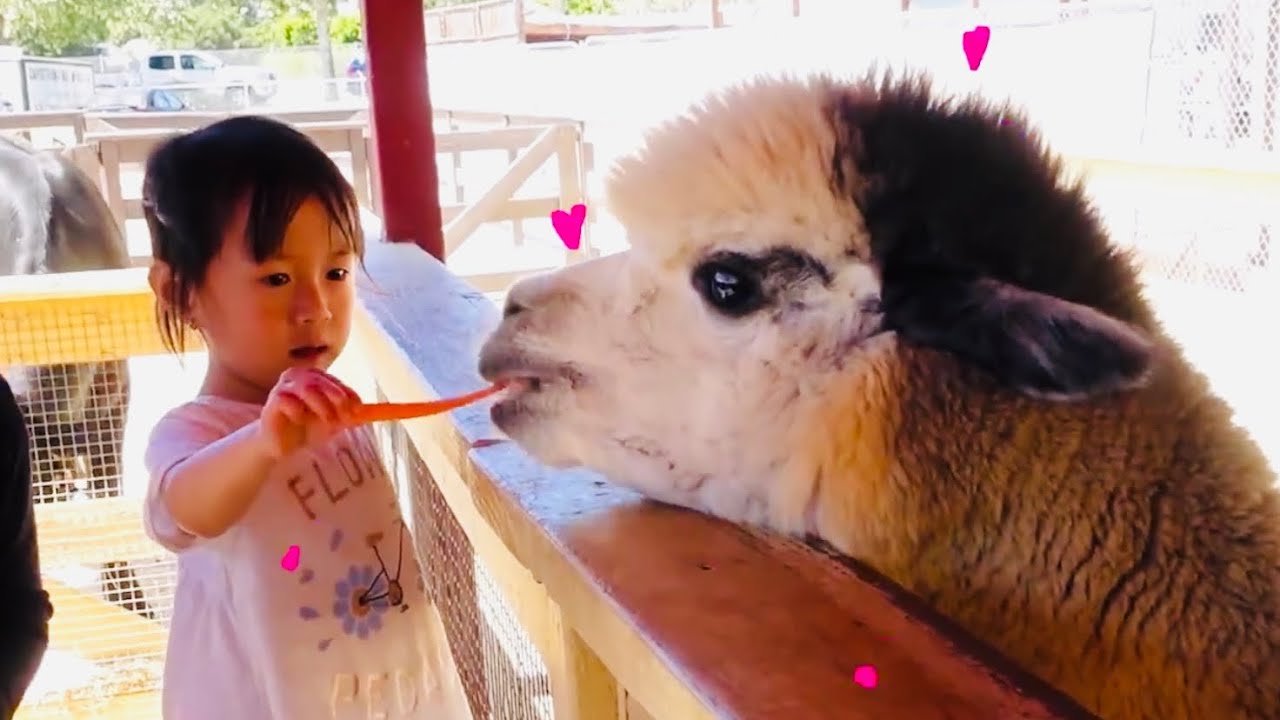 Gwen Feeding Farm Animals at Zoomars River Street Petting Zoo
