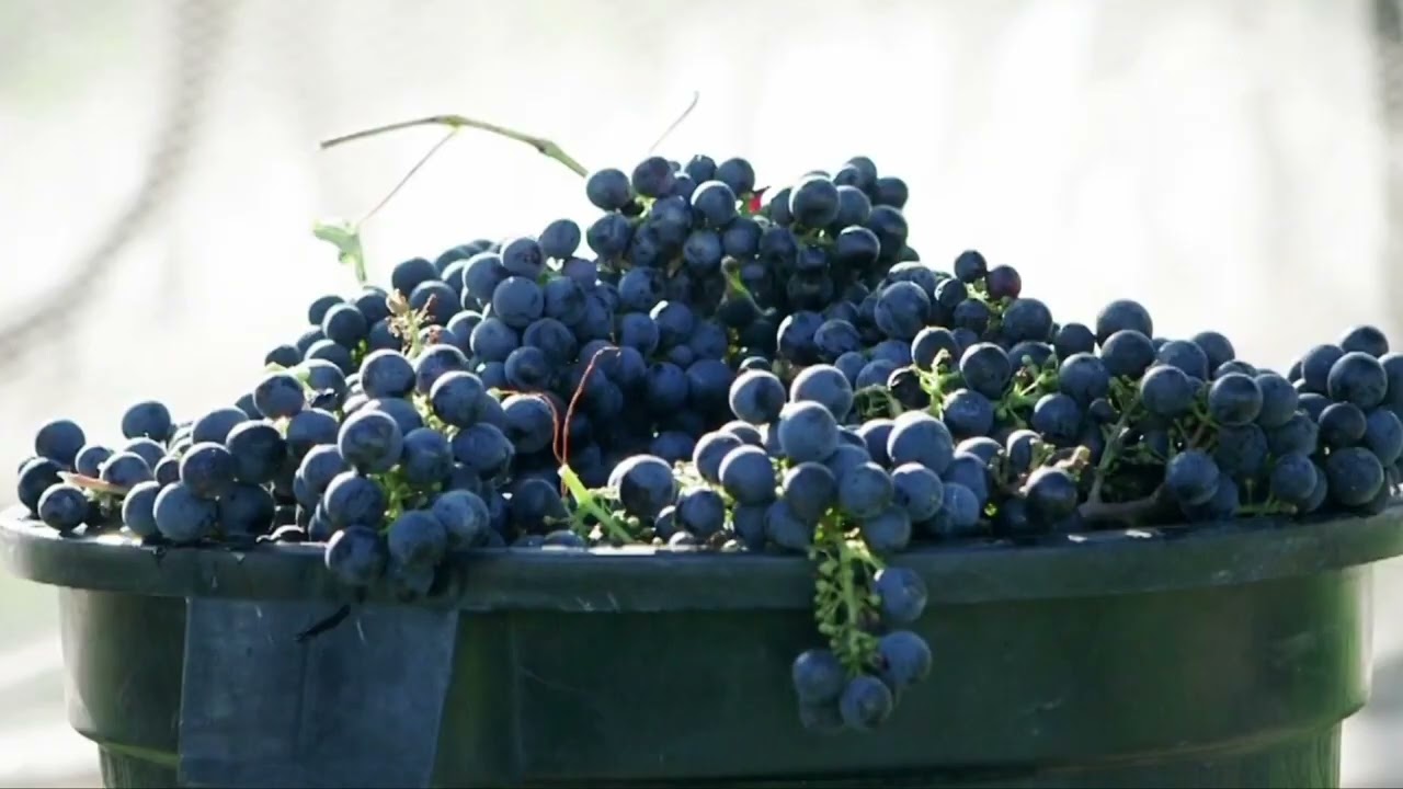 Jane Anson & Andrew Caillard MW discuss Mount Mary 2016 Quintet Cabernets