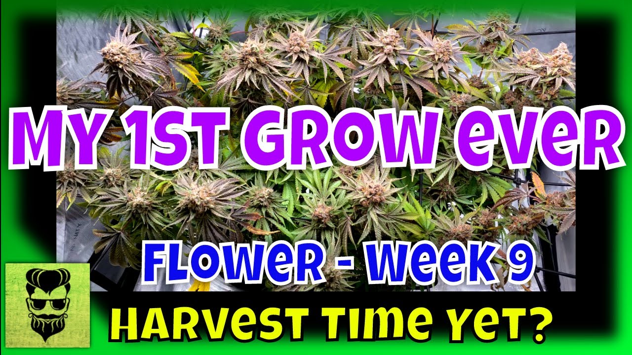 Harvest Time Yet? My 1st Grow Ever - Flower Stage - Week 9