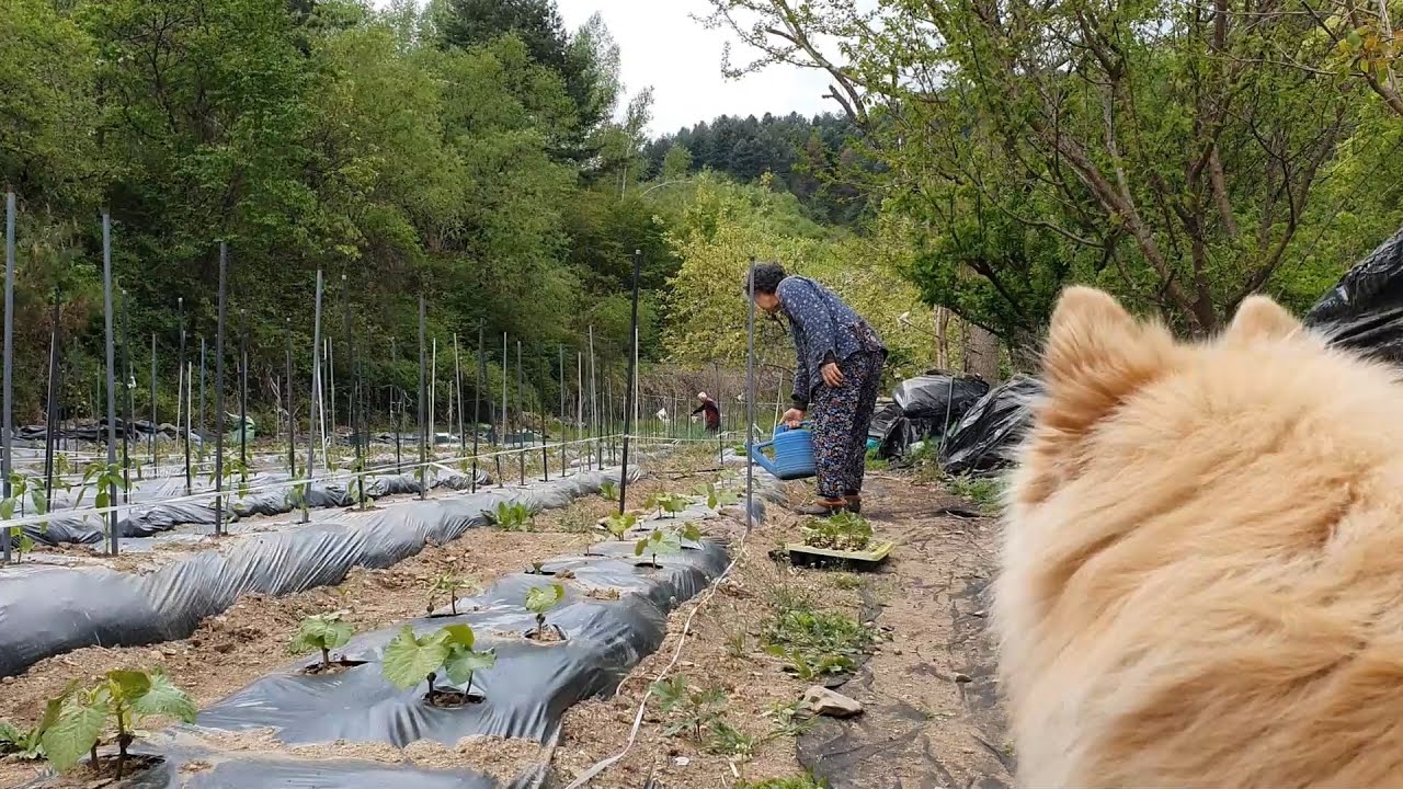 В тихий весенний день сажаем фасоль и готовим рисовые лепешки со вкусом дедушкиной стряпни~