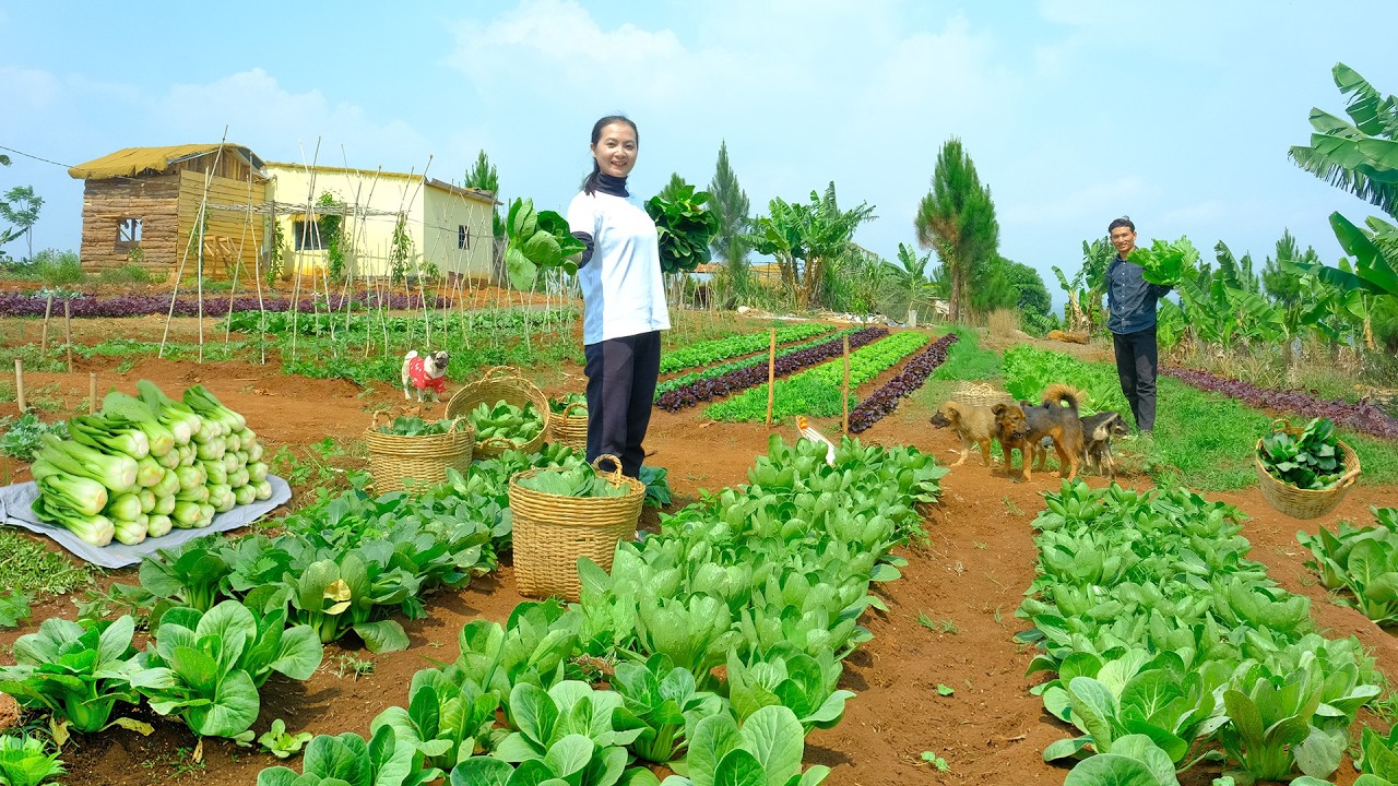 Harvest Bok Choy Goes To Market Sell &ndash; Cook, Garden, And Daily Farm Life| Tieu Lien Harvest.