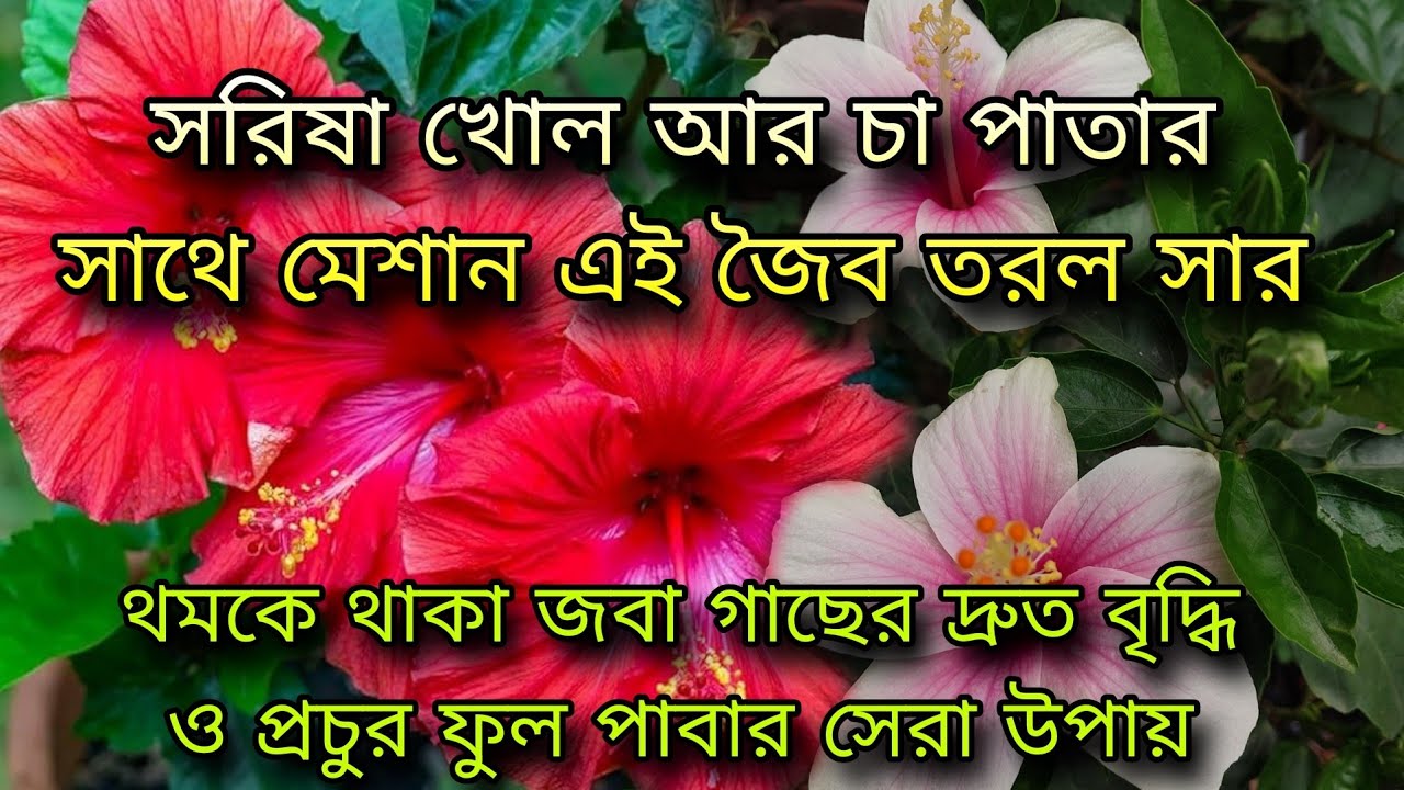 সরিষাখোল চা পাতার সাথে মেশান এই জৈব তরল/থমকে থাকা জবা গাছের দ্রুত বৃদ্ধি ও প্রচুর ফুল পাবার সহজ উপায়