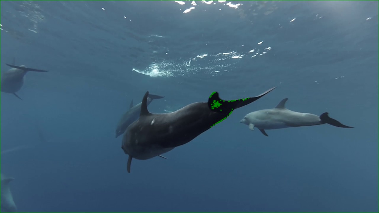 Immersion
