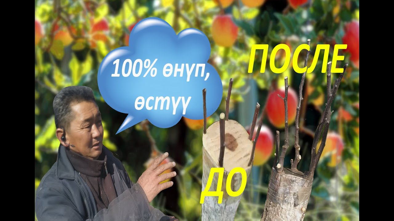 Кыйыштырганды үйрөн! Эң оңой жол менен алма бакты кыйыштыр!
