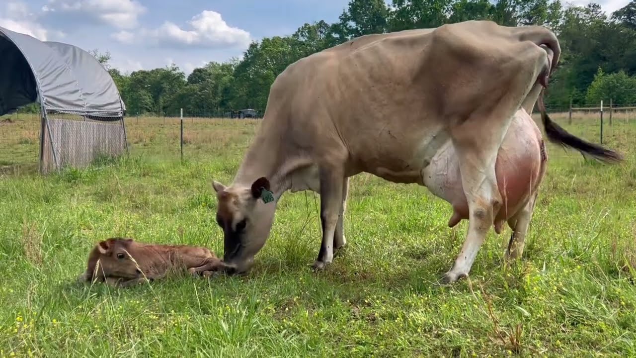 Jersey Cow Giving Birth - Heifer Calf