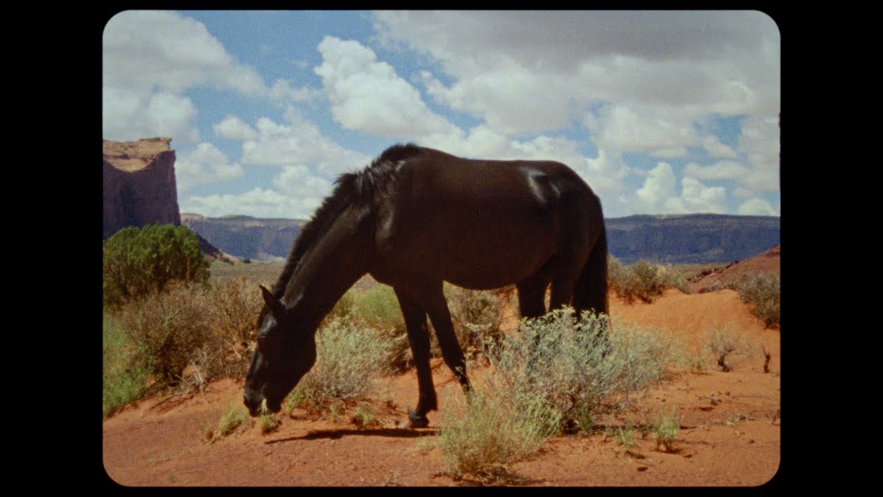 STRAY DOG - BOLEX 16MM - KODAK 50D