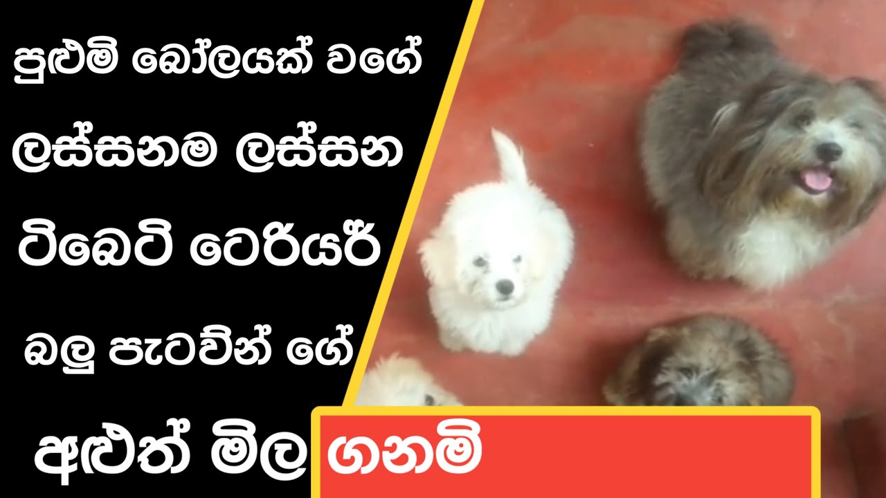 everything about tibetan terrier in sinhala #20 / tibetan terrier sri lanka / මිල ගනමි සමග