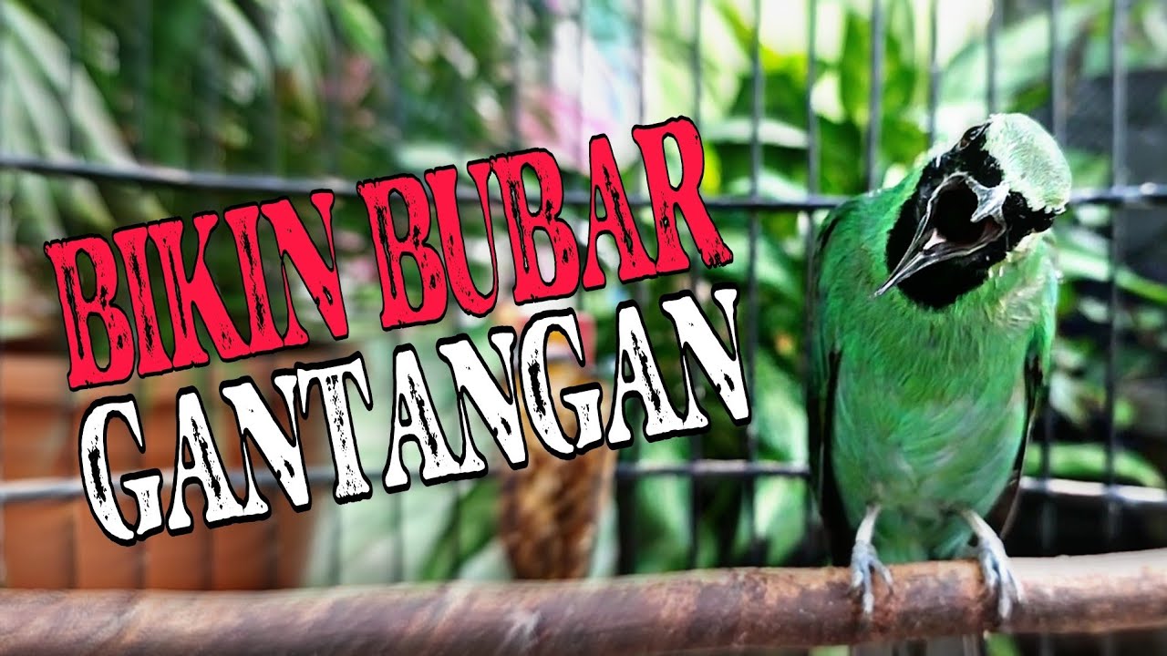 MEWAH❗Masteran Cucak Ijo Full Tembakan Gereja Tarung, Speed Rapat  Nembak Panjang