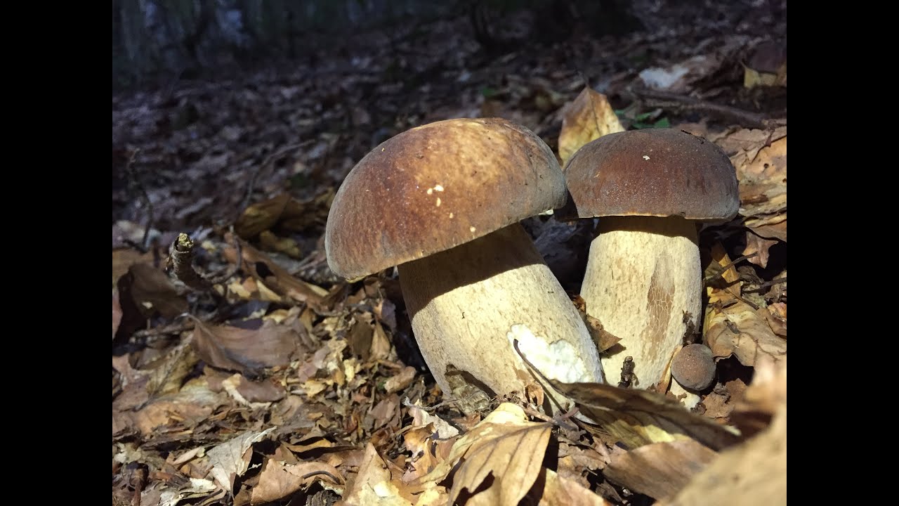Funghi porcini luglio 2024🫵🍄L’ALBA DI UNA BUTTATA