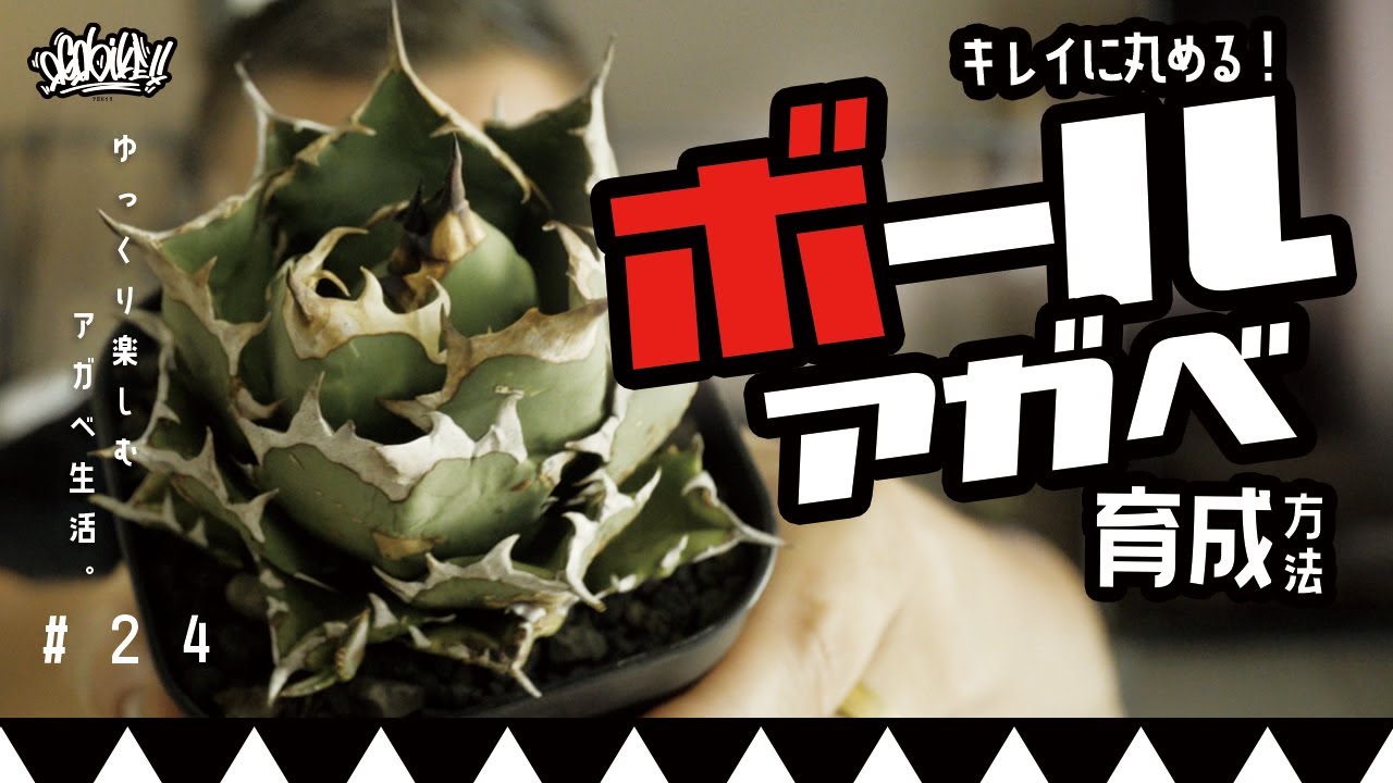 【ボールアガベ】アガベをボール状に育てる方法！コツが分かれば簡単です