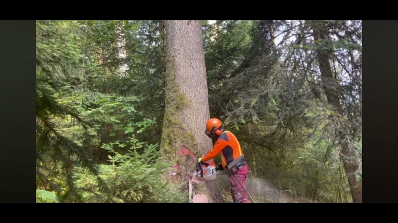 Super Video Forest 