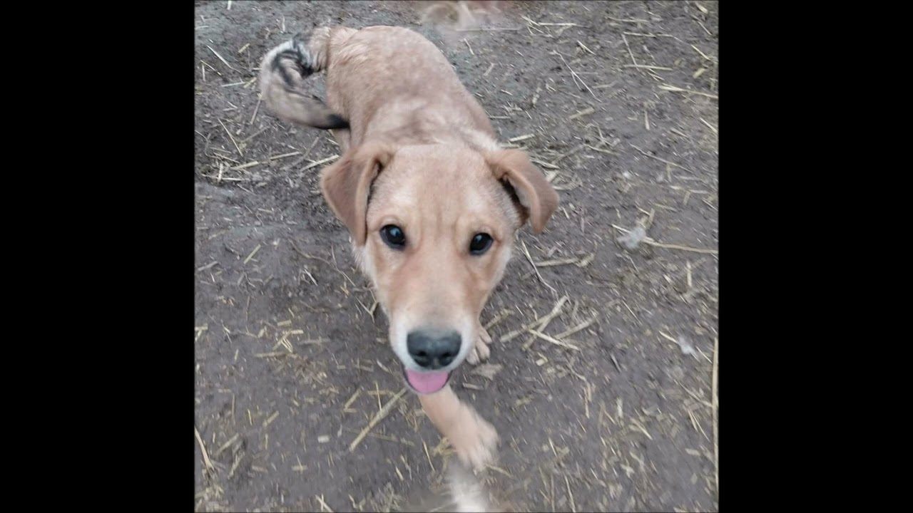 Dolly und Dömper warten!