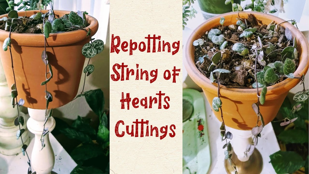 Repotting String of Hearts Cuttings | How to Propagate String of Hearts