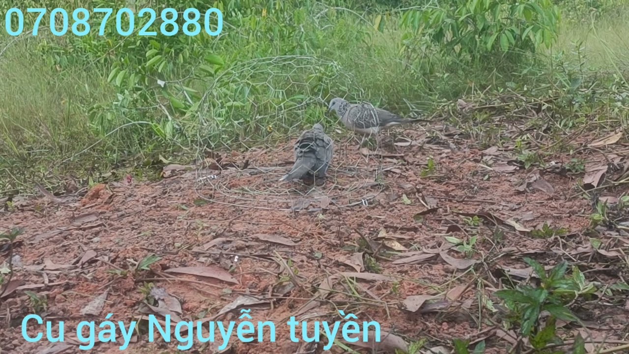 Bổi nổi bắt bổi đầu tiên cả nhà mình sem vui 