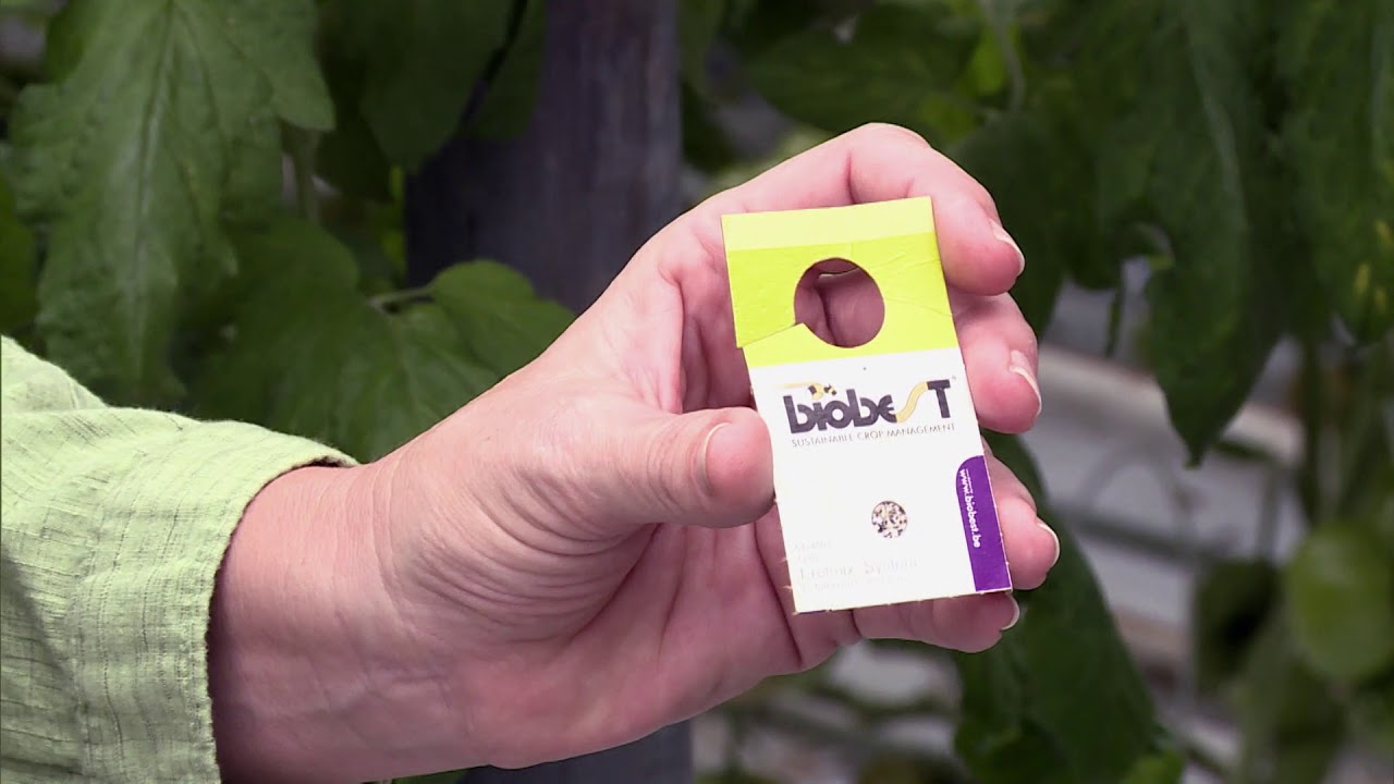 Maryland Farm & Harvest: Hydroponic Tomatoes