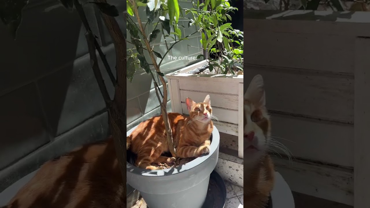 Came for the Turkish cats 🐈🇹🇷 #istanbul #turkey #travel #traveltiktok #catsoftiktok