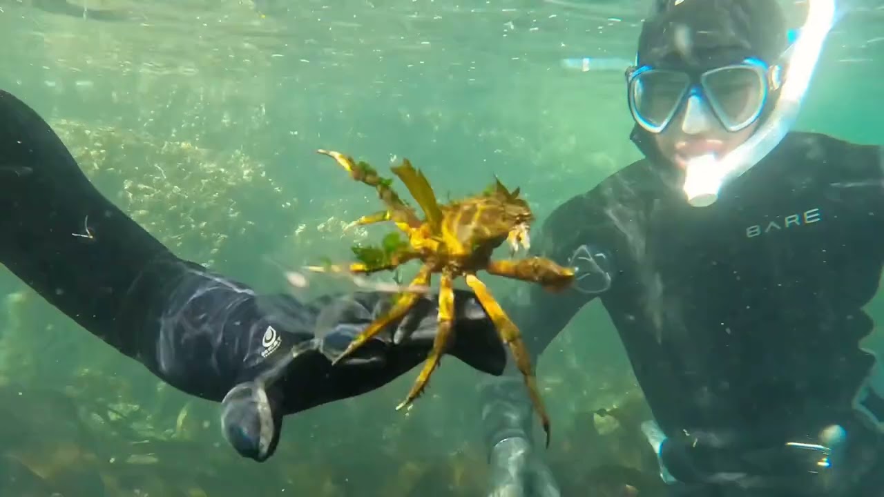 Sea Cucumbers at Iron Mine | April 13, 2025