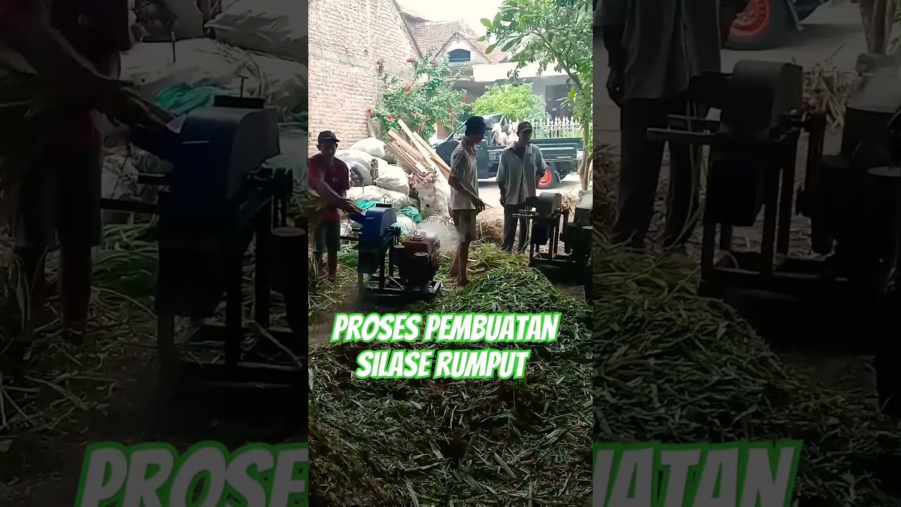 proses pembuatan silase rumput 