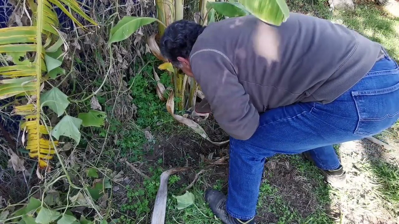 Pollone di banano comune siciliano in piena terra.