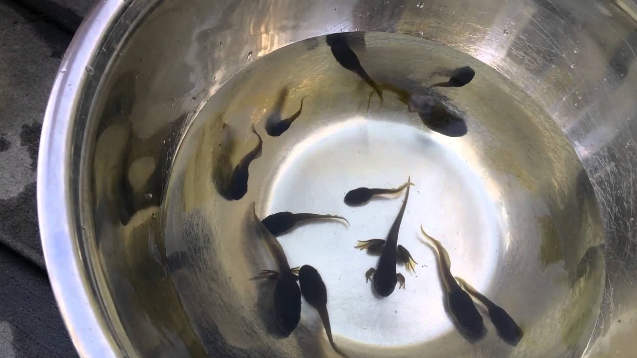 Animal Discoveries S1 E6 Frog Life Cycle