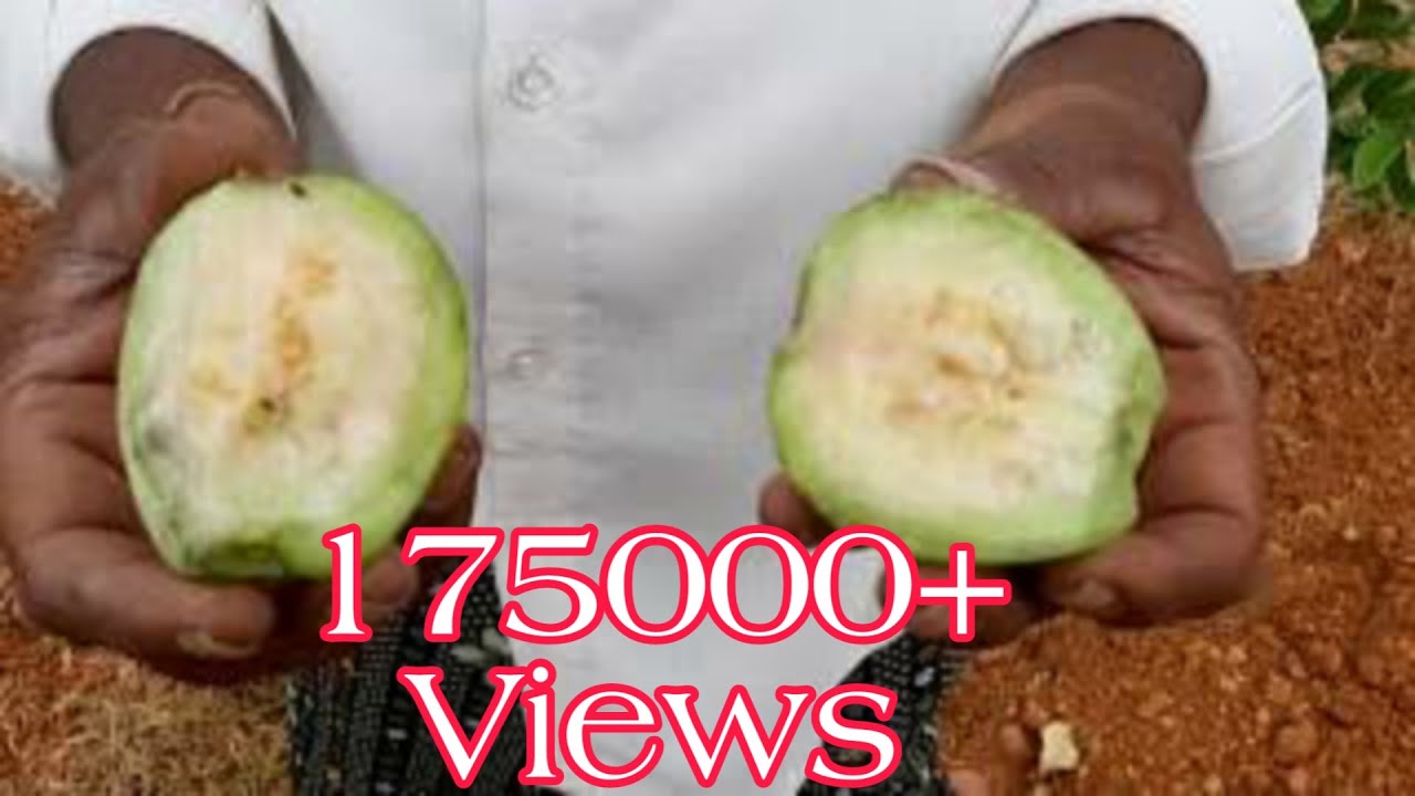 ತೈವನ್ ಪಿಂಕ್ (Taiwan pink) ಪೇರಲ ಹಣ್ಣು(Guava) 5 months Plants Guidance Visit. call 9019162251