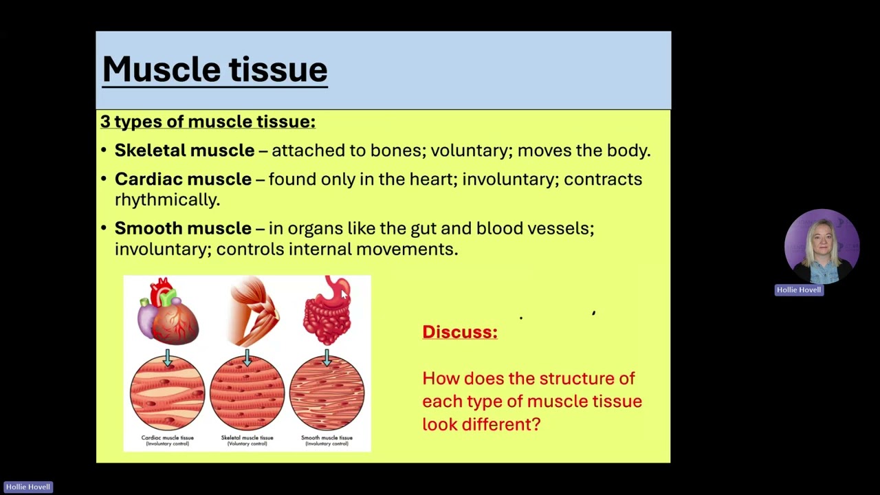 AAQ muscle tissue
