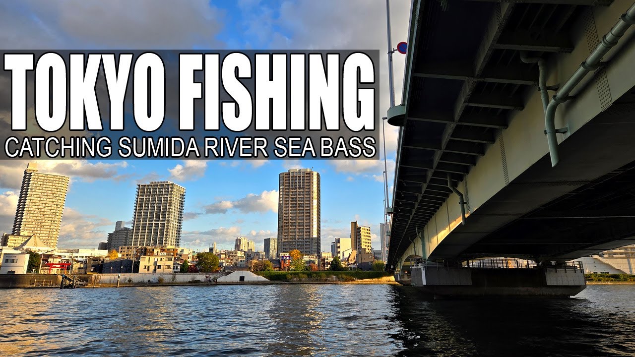 Urban Fishing in Tokyo: Early Winter Japanese Sea Bass