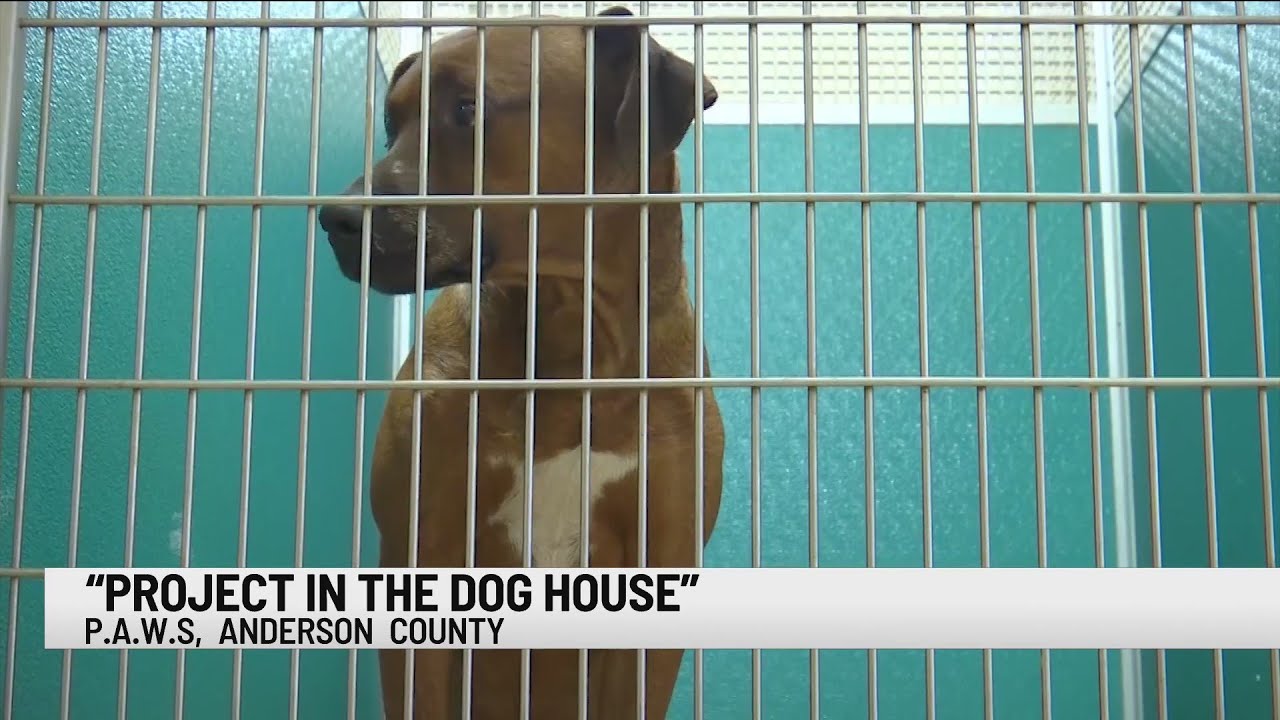 Anderson Co. P.A.W.S. encourage you to remember pets during cold weather; collecting dog shelter don