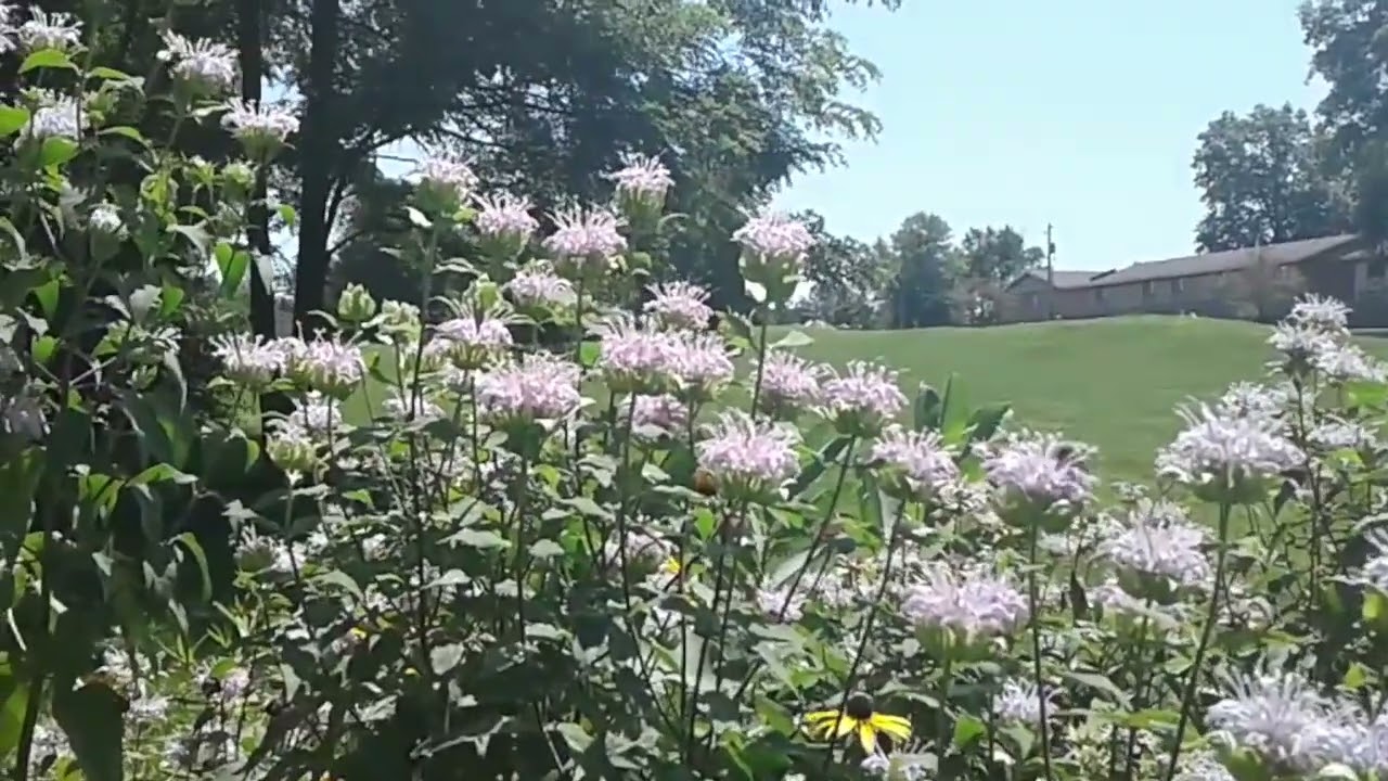 Bees Buzzing in the Pollinator Garden