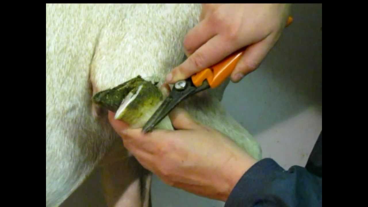 How to Trim Goat Hooves - The GoatMentor