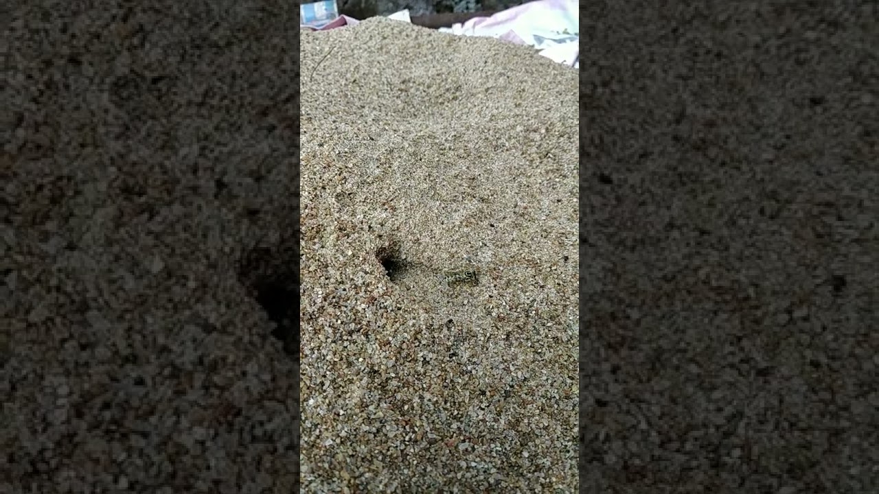 Sand wasp building its nest
