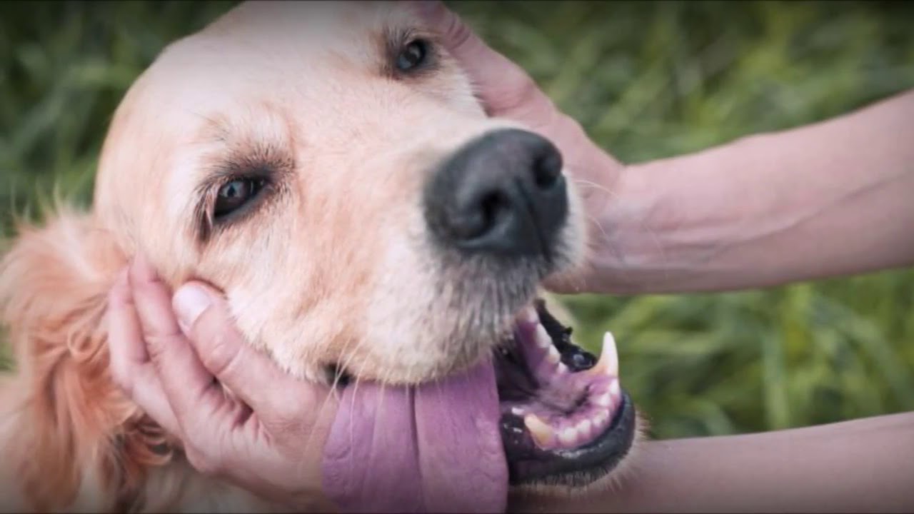 Дай, Джим, на счастье лапу мне 🐩  Стих Читает С Безруков