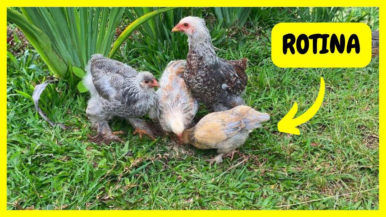 Rotinha Cuidando de Animais em 2 S&iacute;tios | Gutejando
