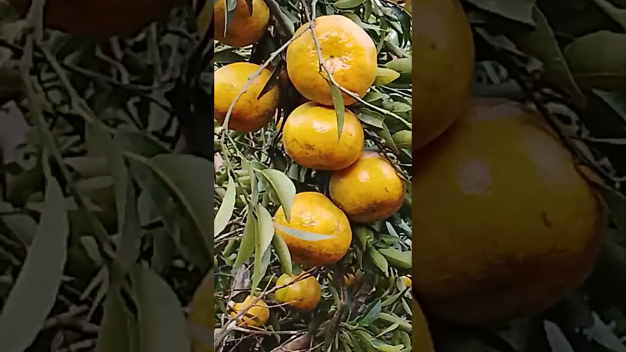 Mandarinas 