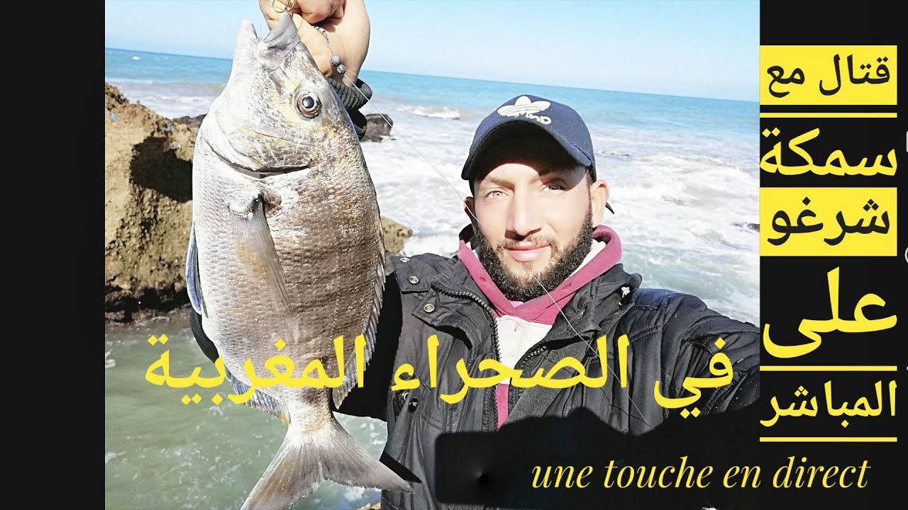 Vlog 9 إصطياد سمكة الشرغو من touche en direct الحجم الكبير على المباشر