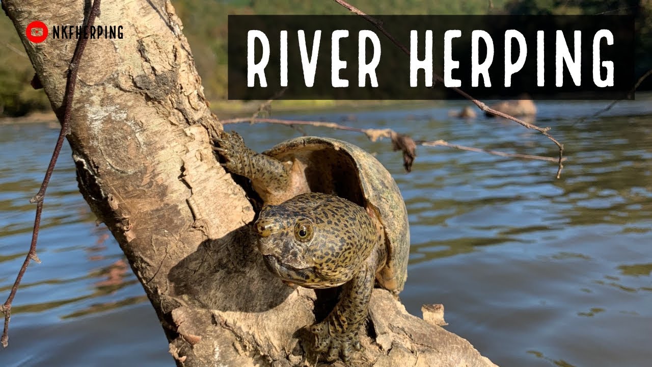 River Herping: Rattlesnake, Salamanders, and Turtles in Trees!!!