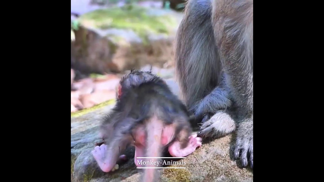 jinx jinx with Newborn Monkey Historical Action 7\365. 2k26 | The World Animals
