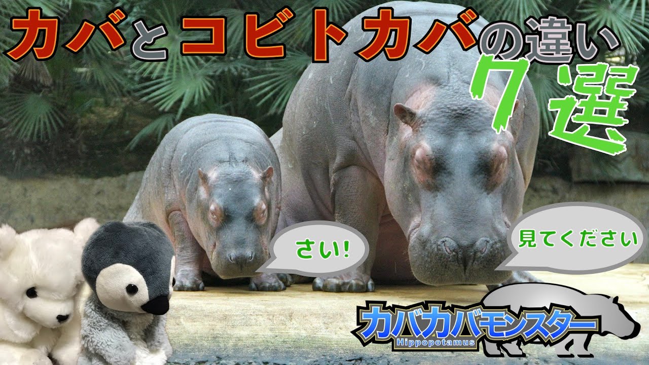 コビトカバはカバの赤ちゃんにそっくり？2種類のカバの違いを徹底解説！【ゆっくり解説】