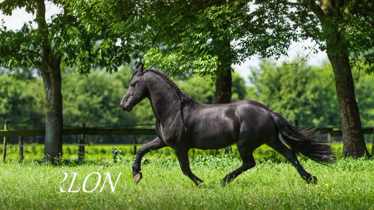 Varlon a Friesian Horse ... feel free