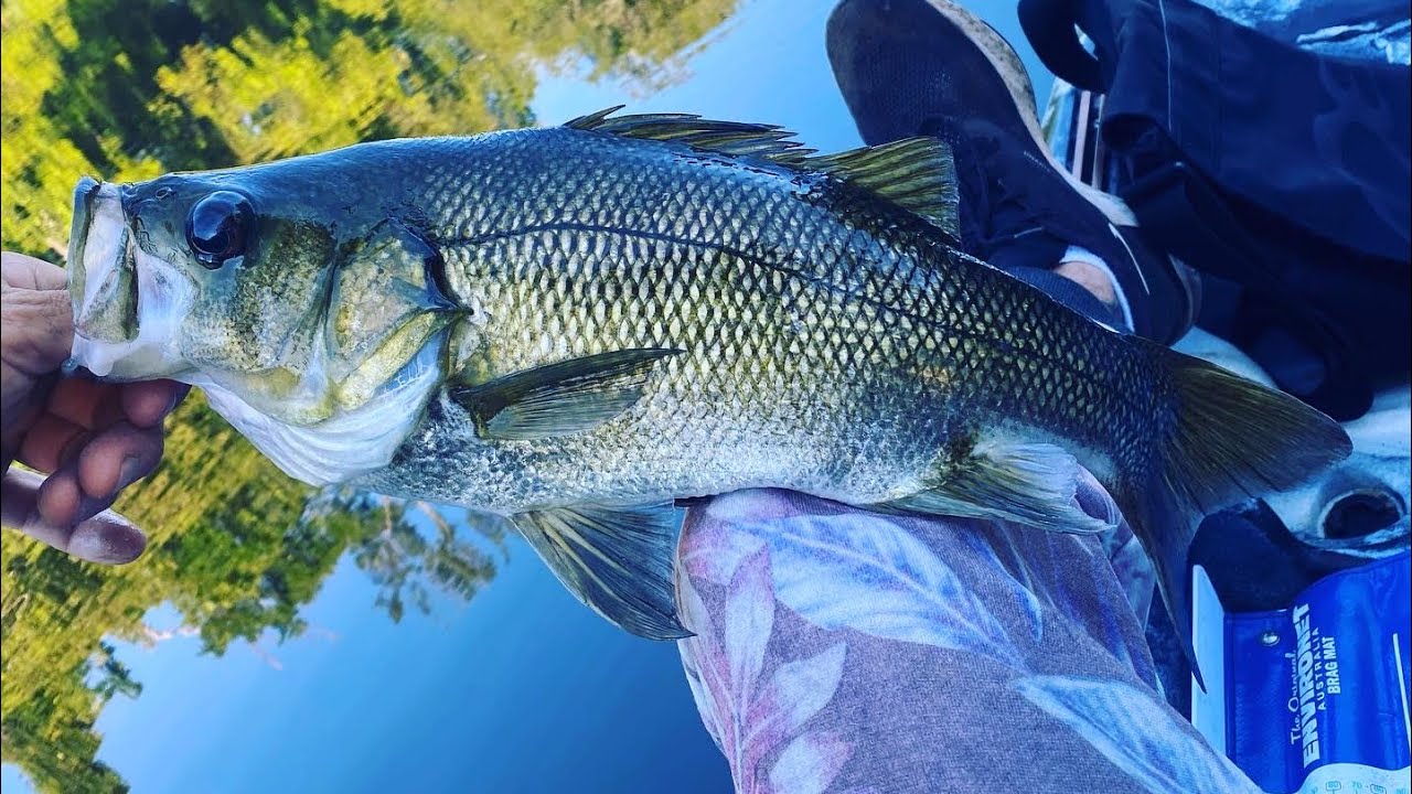 Australian bass fishing the central coast Daiwa bait junkies