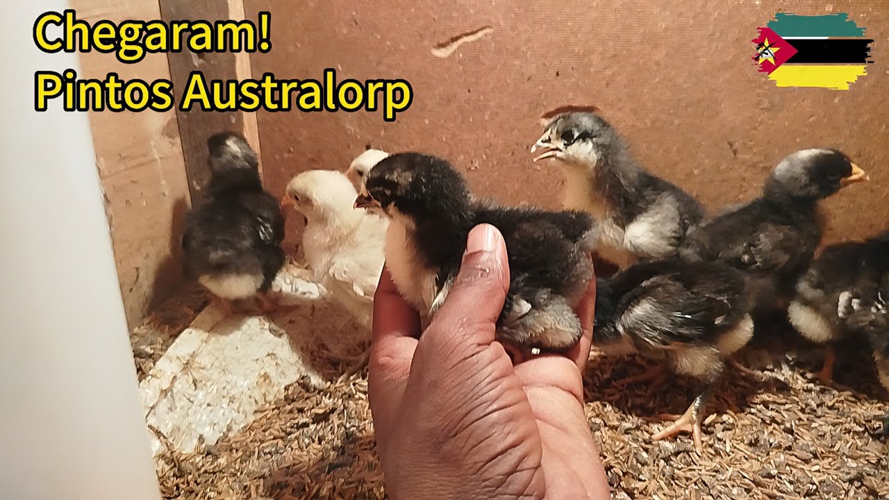 Chegaram! Pintos Australorp Recém-Nascidos: A Nova Geração da Avicultura!